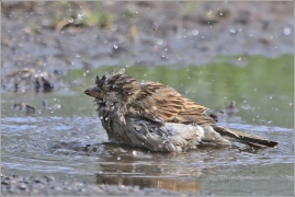 <p>VRABEC DOMÁCÍ (Passer domesticus)</p>